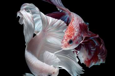 Lifespan of freshwater aquarium fishes